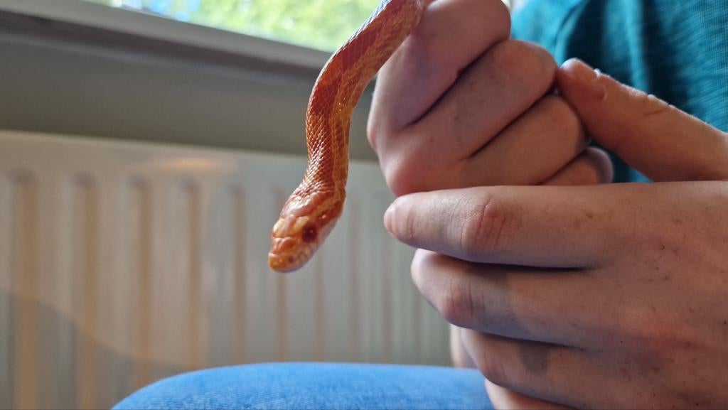 Terrarium met inhoud, Dieren en Toebehoren, Reptielen en Amfibieën | Toebehoren, Ophalen