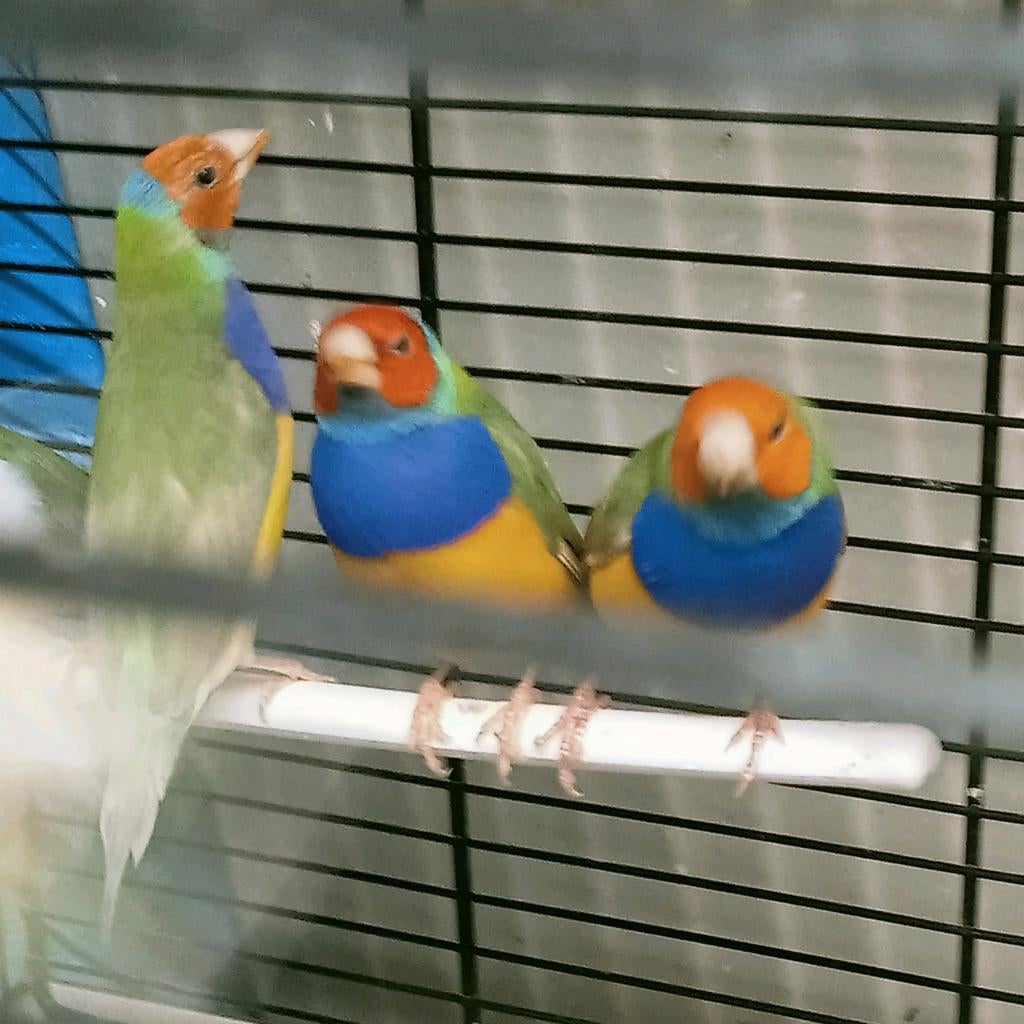 Laatste 2 gouldamadines mannen, Dieren en Toebehoren, Mannelijk, Tropenvogel