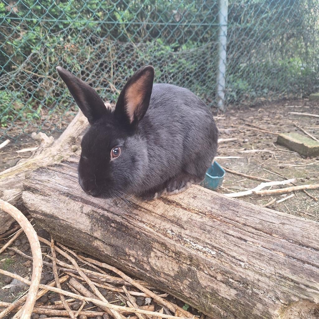 Lief konijn, Dieren en Toebehoren, Mannelijk, Middelgroot, 0 tot 2 jaar