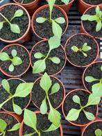 Dahlia zaailingen, Tuin en Terras, Ophalen, Volle zon, Knol