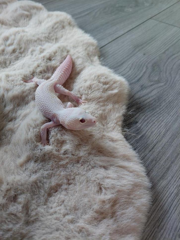 Luipaardgekko Leopard Gecko - female for sale from Miep