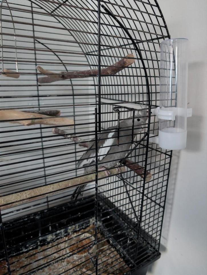 Gratis tamme Valkparkiet, Dieren en Toebehoren, Vogels | Parkieten en Papegaaien, Parkiet, Vrouwelijk, Tam