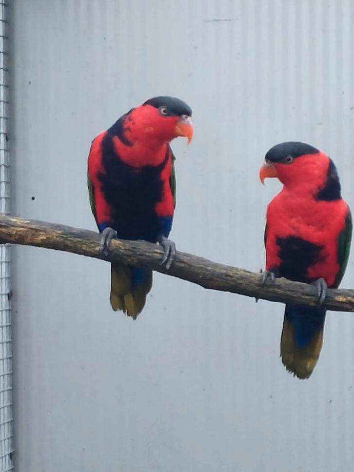 Bewezen koppel zwartcap lori's, Dieren en Toebehoren, Vogels | Parkieten en Papegaaien, Papegaai, Meerdere dieren, Geringd