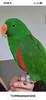 Gezocht Edelpapegaai man, Dieren en Toebehoren, Mannelijk, Papegaai
