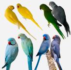 gezocht halsband parkieten jong / overjarig / volwassen, Meerdere dieren, Parkiet