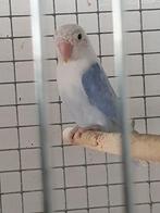 Dwergpapegaai, Dieren en Toebehoren, Vrouwelijk, Dwergpapegaai of Agapornis, Geringd