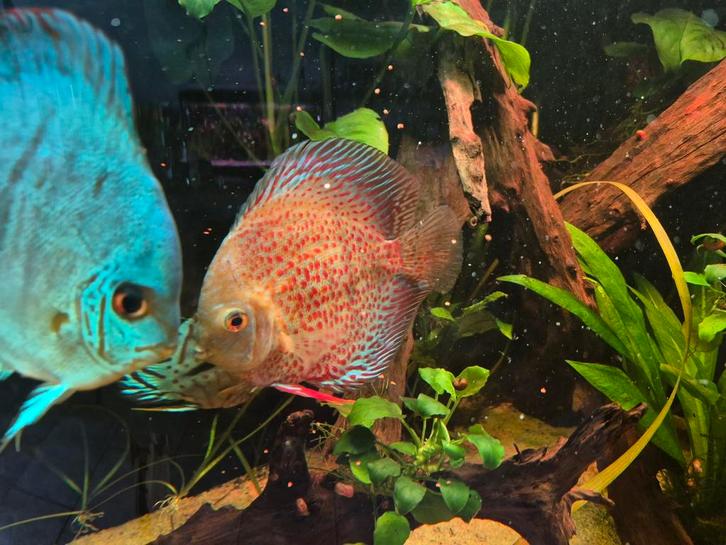 Koppel discusvissen discus vis., Dieren en Toebehoren, Vissen | Aquariumvissen, Vis