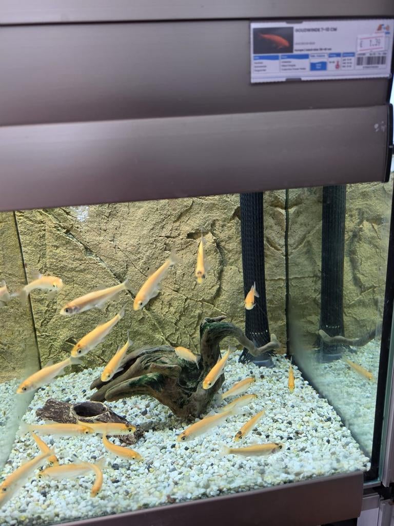 Goudwinde 7-10cm, Karper of Koi