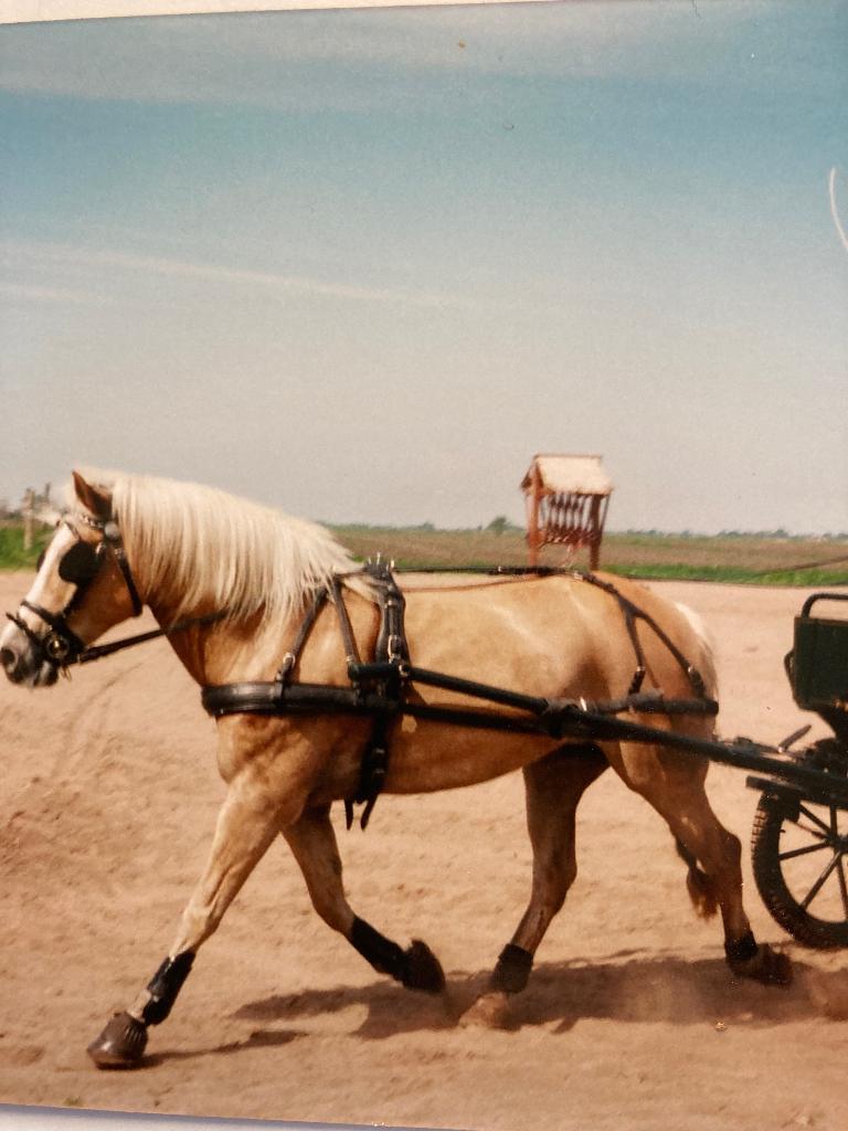 Mentuig enkelspan cop, Dieren en Toebehoren, Paarden en Pony's | Hoofdstellen en Tuigage, Ophalen of Verzenden, Gebruikt, Overige soorten