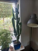 Euphorbia stekken, Ophalen of Verzenden, Cactus, Minder dan 100 cm, Volle zon