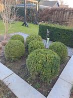 Buxusbollen gratis, Tuin en Terras, Volle zon, Vaste plant, Bloeit niet, Ophalen