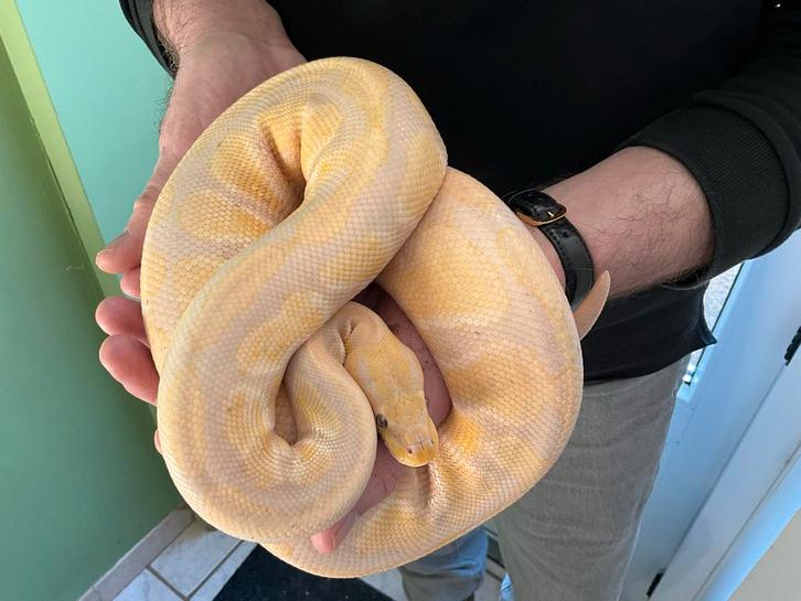 Koningspython lavender albino Ball Python - unknown for sale from Joost