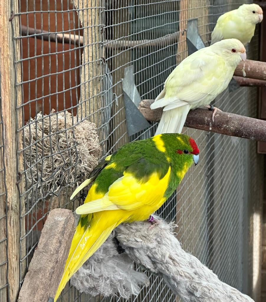 Kakarikies, Meerdere dieren, Parkiet