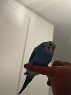 Jonge parkieten. 10.00 per stuk, Dieren en Toebehoren, Vogels | Parkieten en Papegaaien, Geslacht onbekend, Parkiet, Tam