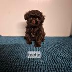 lieve raszuivere choco gekleurde shih tzu pups, Dieren en Toebehoren, Overige rassen, 8 tot 15 weken, Meerdere, Meerdere dieren