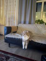 Perzische kat, Dieren en Toebehoren, Kater, 0 tot 2 jaar