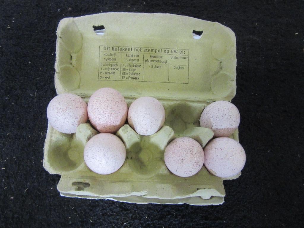 broedeieren van de  Ronquieres kalkoen, Geslacht onbekend, Kalkoen