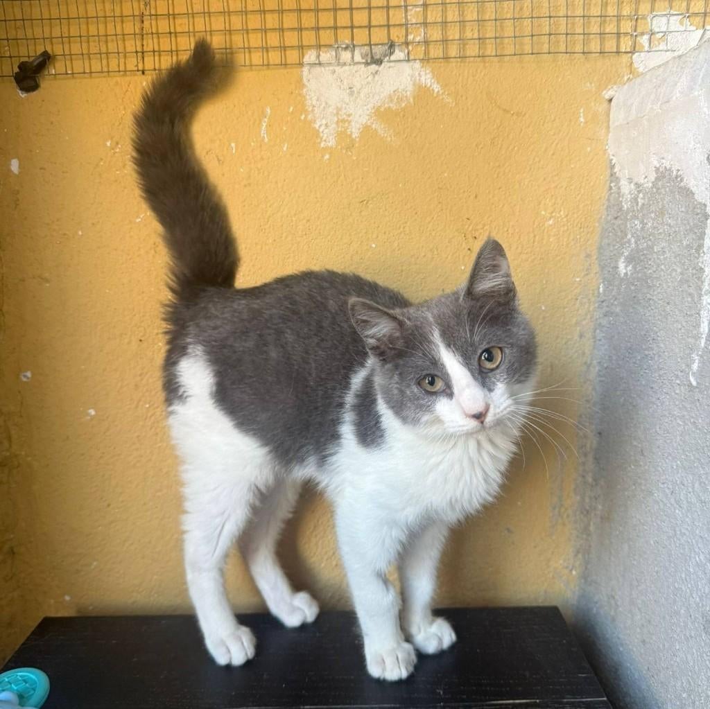 Jarela, Humo, gered uit een kattencolonie, 01-12-2025, Dieren en Toebehoren, Katten en Kittens | Overige Katten, Kater, Kortharig