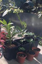 Biologische Mandarijn/Citrus stekjes zaailingen Diverse, Fruitplant, Ophalen of Verzenden, In pot, Minder dan 100 cm