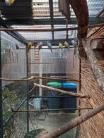 Nog enkele parkieten te koop , 7,50, Meerdere dieren, Parkiet