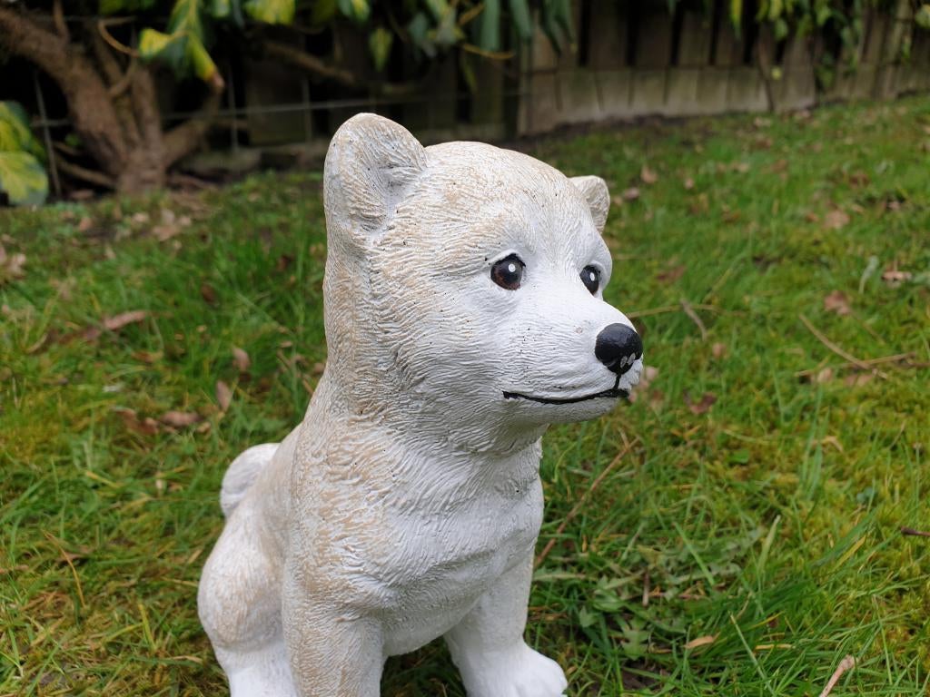 aanbieding , poolhond beton, Ophalen of Verzenden, Nieuw, Dier