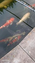 Tekoop Japanse koi. 40-60 cm., Karper of Koi