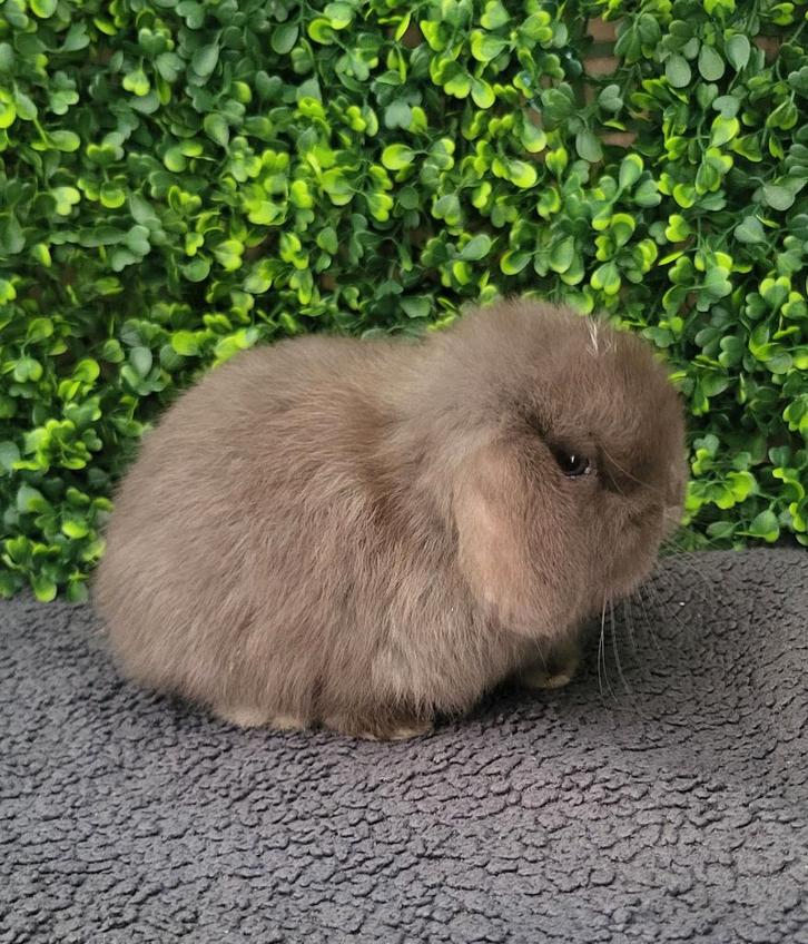 Raszuivere mini lop konijntje, Dieren en Toebehoren, Konijnen, Klein, Vrouwelijk, 0 tot 2 jaar, Hangoor