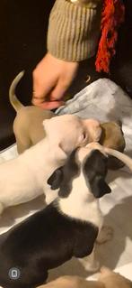 Amerikaanse stafford pups, 8 tot 15 weken, American Staffordshire Terriër, Parvo, Meerdere