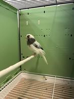 Crestbred, Dieren en Toebehoren, Mannelijk, Kleurkanarie
