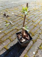 Stek van een witte vlinderstruik, Tuin en Terras, Volle zon, Vaste plant, Zomer, Ophalen