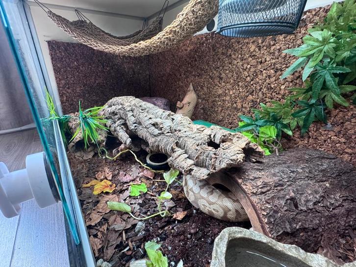 Terrarium pvc compleet  & konings python regius 0.1 vrouw Ball Python - female for sale from Lizzard