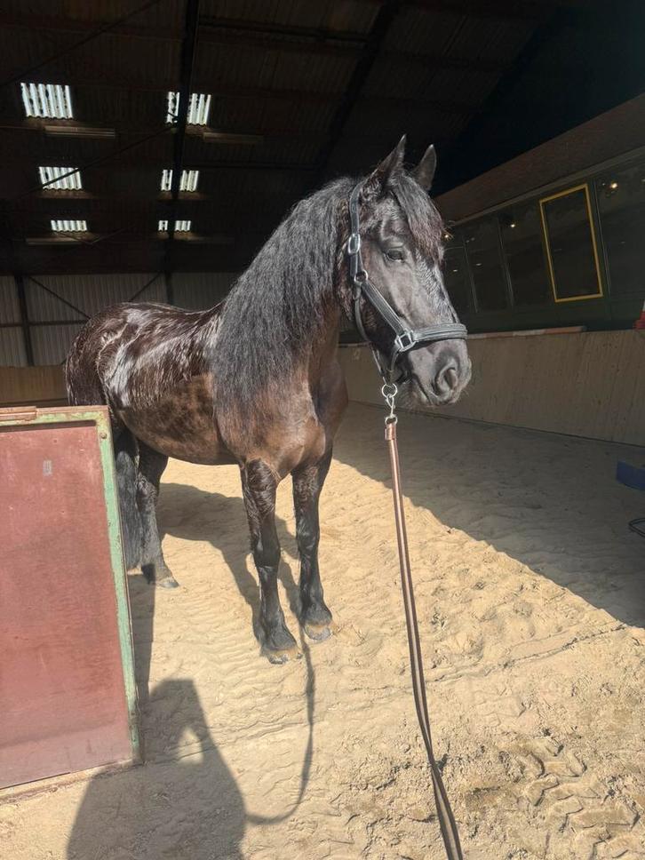 Verzorgster gezocht, Diensten en Vakmensen, Dieren | Paarden | Verzorging, Oppas en Les, Ruiter of Bijrijder, Verzorging of Verzorgpony's