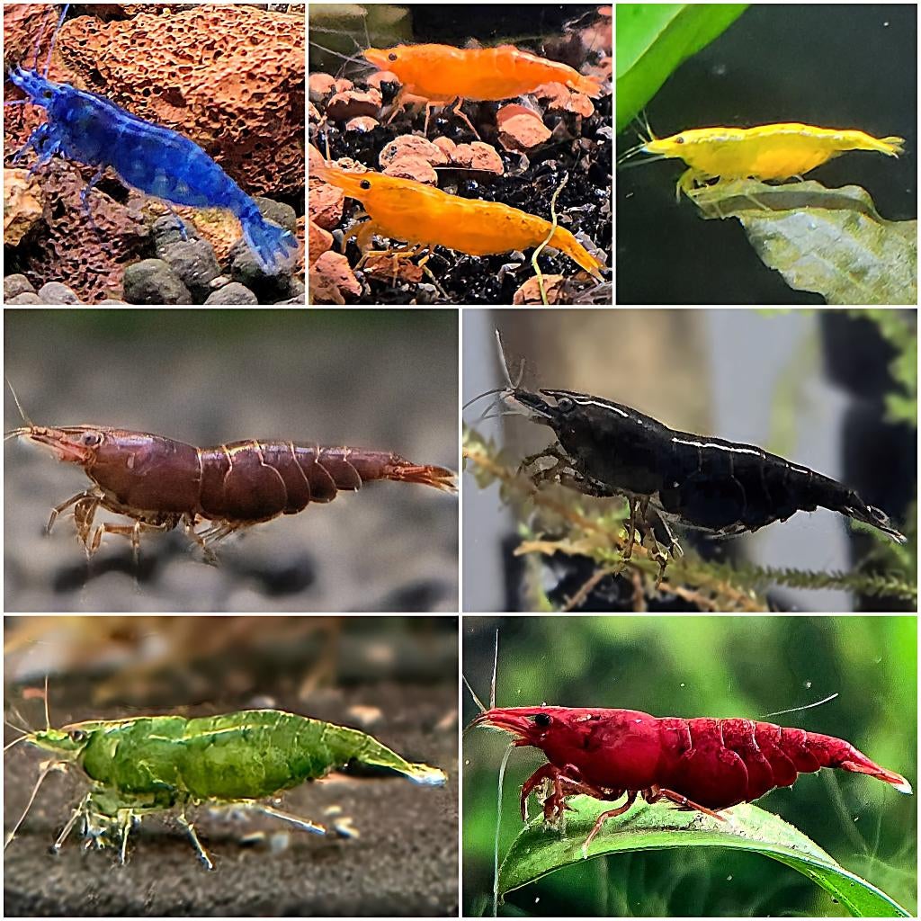 Neocaridina garnalen kopen | Shrimporium |Aquarium garnalen, Kreeft, Krab of Garnaal, Zoetwatervis, Schoolvis