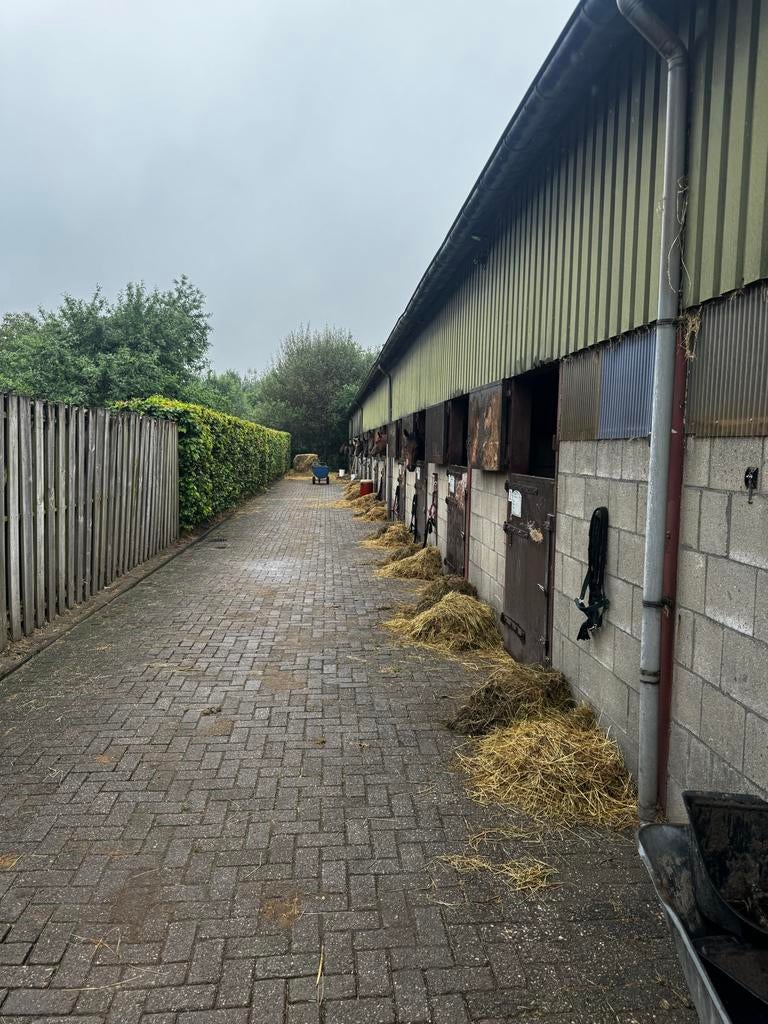 Stallen te huur kaal of inclusief training 100metertot  bos, Stalling