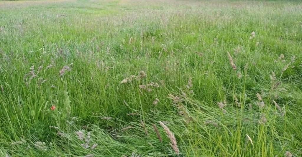 Weidegang aangeboden, Dieren en Toebehoren, Stalling en Weidegang, Stalling, Weidegang, Toebehoren, 4 paarden of pony's of meer