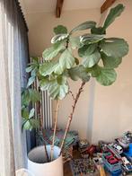 Grote Ficus Lyrata (Tabaksplant) met pot, Overtoom Amsterdam, Overige soorten, Vaste plant, Ophalen of Verzenden, Bloeit niet