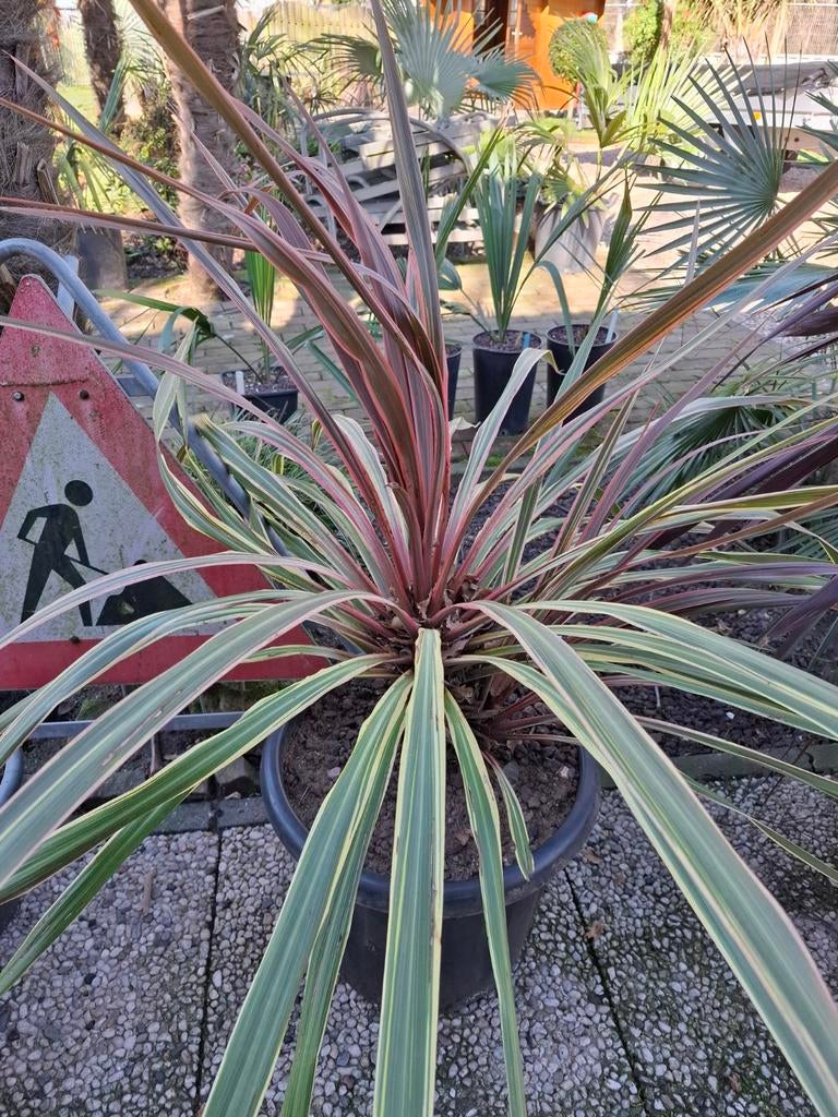Cordyline Can Can 120cm winterhardeid -4c palmlelie, Tuin en Terras, Volle zon, Vaste plant, Zomer, Ophalen