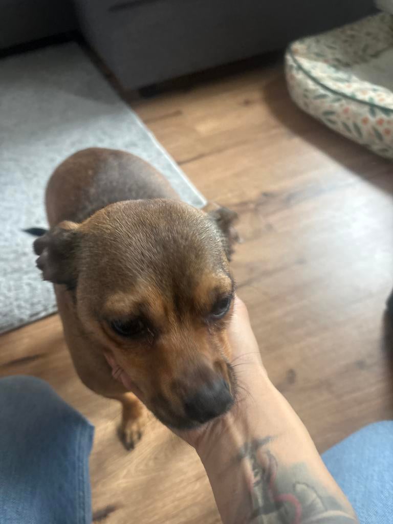 Hondje, Dieren en Toebehoren, 1 tot 2 jaar, Geslacht onbekend, Parvo, Eén hond