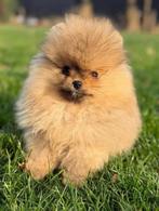 Bearface pomeranian pup | Pomeriaan | reutje, Dieren en Toebehoren, Particulier, Keeshond, 15 weken tot 1 jaar, Reu