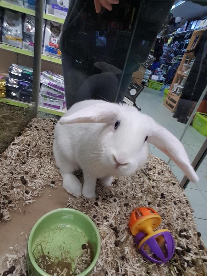 Lief tam wit konijn voedster, Dieren en Toebehoren, Konijnen, Middelgroot, Vrouwelijk, 0 tot 2 jaar, Hangoor