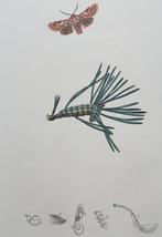 Antieke vlinder prent nr 2, Ophalen of Verzenden