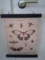 Schoolplaat insectenposter II H Kliving, Ophalen of Verzenden, Natuur en Biologie