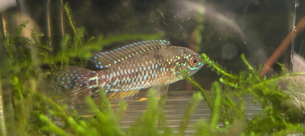Apistogrammoides pucallpaensis koppel (wildvang), Dieren en Toebehoren, Vissen | Aquariumvissen, Vis, Zoetwatervis