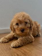 Maltipoo pup, Dieren en Toebehoren, Honden | Chihuahua's en Gezelschapshonden, Particulier, 15 weken tot 1 jaar, Buitenland, Parvo