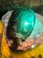 Schildpadden, Dieren en Toebehoren, Reptielen en Amfibieën