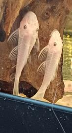 Baby snow white ancistrus l 144 short fin ACTIE!!!, Vis, Zoetwatervis