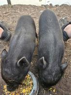 Mini varkens, Dieren en Toebehoren, Schapen, Geiten en Varkens, Mannelijk, Varken, 3 tot 5 jaar