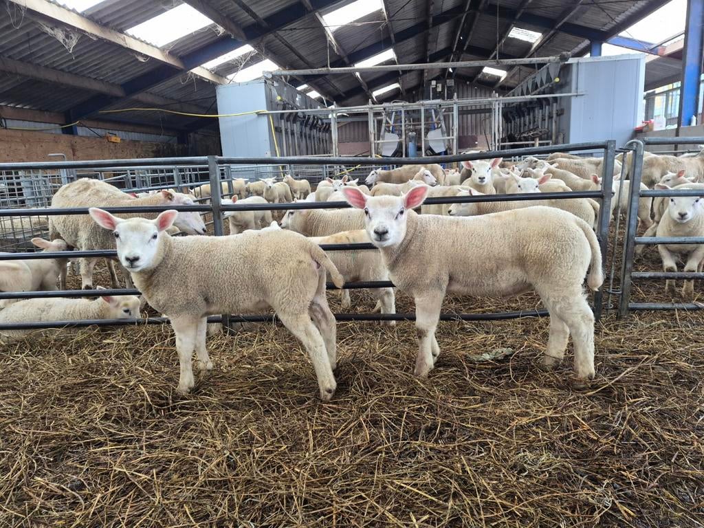Binnenkort dekrammen te koop zwoegervrij, Dieren en Toebehoren, Meerdere dieren, Schaap