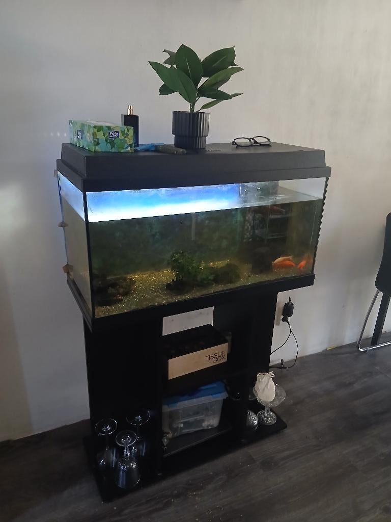 Aquarium, Dieren en Toebehoren, Vissen | Aquaria en Toebehoren, Ophalen, Overige merken, Gevuld zoetwateraquarium, Verwarming