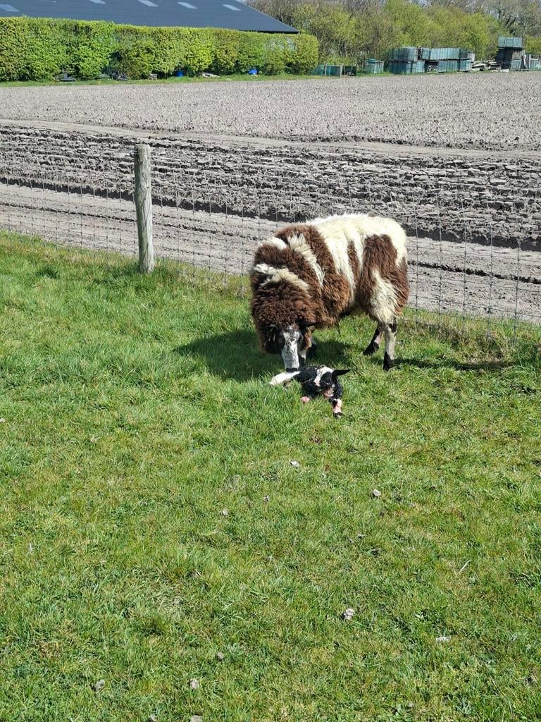 Gezocht ezel (dek) hengst, Dieren en Toebehoren, Overige Dieren, Februari, Mannelijk